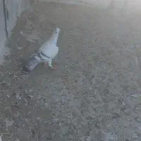 شامی|پرنده|قزوین, |دیوار