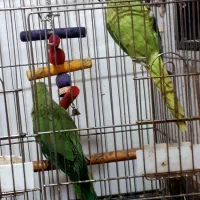 جوجه طوطی ملنگو