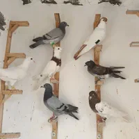 کبوتر رسمی و رنگه خال دم زرد و طوقی و سبز