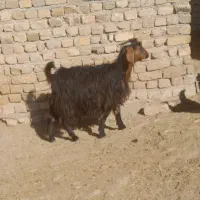 بزغاله ماده