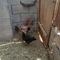 مامعله|حیوانات مزرعه|هیدوچ, |دیوار