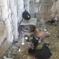 شهری وبهبهانی خوب|پرنده|شیراز, وزیرآباد|دیوار