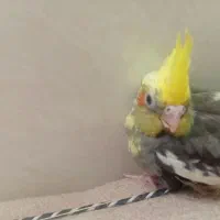 جوجه عروس هلندی دون خور|پرنده|قم, کاسه گران|دیوار