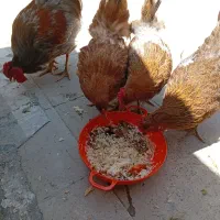 مرغ و خروس
