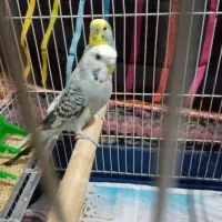 مرغ عشق|پرنده|رشت, کوی فکوری|دیوار