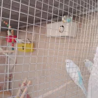 مرغ عشق رنگین کمانی|پرنده|شاهین‌شهر, شهرک گلدیس|دیوار