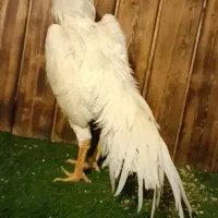 گردن لرزون،اوشامو،اوشامو گردن لرزون