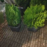 گل و گیاه تزیینی