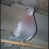 دوستان میخواهی بیا