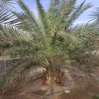 فوروش باغ پیارم|فروش دفتر صنعتی، کشاورزی، تجاری|حاجی آباد, |دیوار