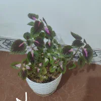 گل وگیاه|گل و گیاه طبیعی|زابل, |دیوار