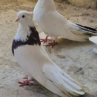 کبوترنقابی|پرنده|کوزران, |دیوار