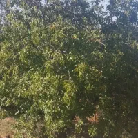 باغ بر جاده آسفالت...معاوضه دارم.