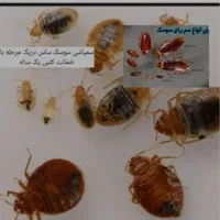 شرکت سم پاشی(ساس سوسک موریانه)سم آلمانی ضمانت کتبی|خدمات نظافت|آبادان, |دیوار