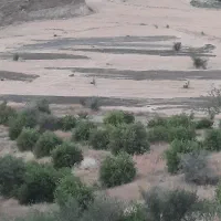 فروش زمین کشاورزی ابی