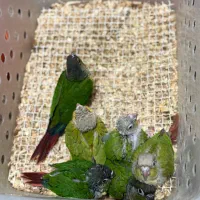 جوجه گرینچیک سرلاکی / ارسال به کل ایران