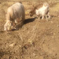 یک بز سه شیر ویک گیسک نر