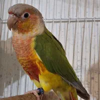 گرینچیک و عروس هلندی|پرنده|مشهد, نوده|دیوار