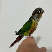 گیرینچیک دستی|پرنده|مشهد, رضاییه|دیوار