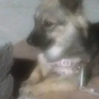 اشپیتز آلمانی|سگ|بندرعباس, |دیوار