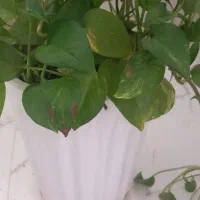 گل پتوس|گل و گیاه طبیعی|کرمانشاه, |دیوار