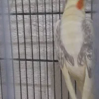 جفت عروس هلندی مولد تک خال ودوکت