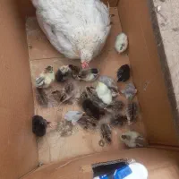 مرغ با جوجه شاخ دار و جوجه مرغ