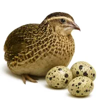 بلدرچین آماده تخمگذاری