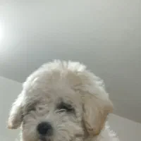 سگ نژاد پودل|سگ|خرمآباد, |دیوار