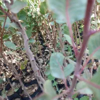 نهال پسته گلدانی،|خدمات باغبانی و درختکاری|طبس, |دیوار