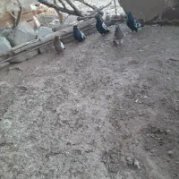 کبوتر|پرنده|تربت‌حیدریه, شهید بهشتی|دیوار