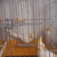 عروس هلندی...