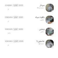 کبوتر مسافتی