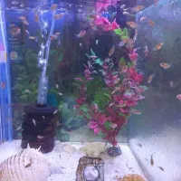 بچه گلدفیش کالیکو