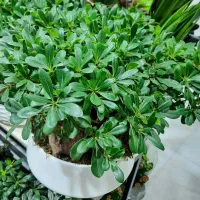 گل آپارتمانی گلدان کود خاک سم چهارپایه استند