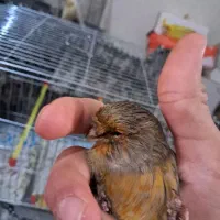 قناری جفت کرست|پرنده|اصفهان, نقش جهان|دیوار