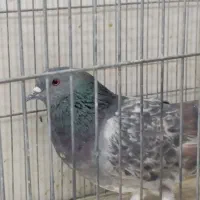 بدرنگ وسیمونی|پرنده|اصفهان, قائمیه|دیوار