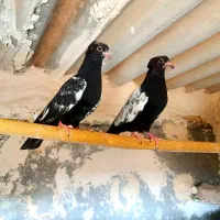 جوجه سینه سیاه