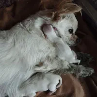 دو عدد ماده پاکوتاه