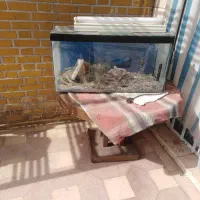 آکواریوم و میز گرد|ماهی|شیراز, شهرک جماران|دیوار