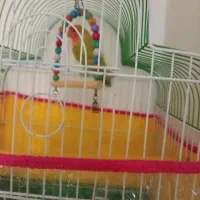 کوتوله برزیلی