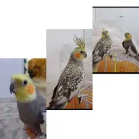 فروش یک جفت عروس هلندی ارام و دستی|پرنده|اصفهان, ارغوانیه|دیوار
