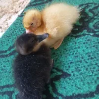 جوجه اردک