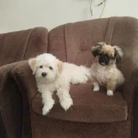 واگذاری سگ آپارتمانی|سگ|بابل, |دیوار