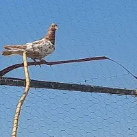 کفتر سینه ای|پرنده|ساوه, |دیوار