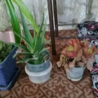 گل های طبیعی|گل و گیاه طبیعی|ملایر, |دیوار