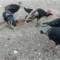 سه بوقلمون نر و سه بوقلمون ماده(گوشتی)|حیوانات مزرعه|شنبه و طسوج, |دیوار