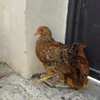 مرغ 4 ماهه