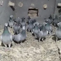 کبوتر|پرنده|شهرآباد, |دیوار