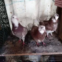 با سلام خدمت دوستان عزیز و عشق باز|پرنده|رشت, گیل|دیوار